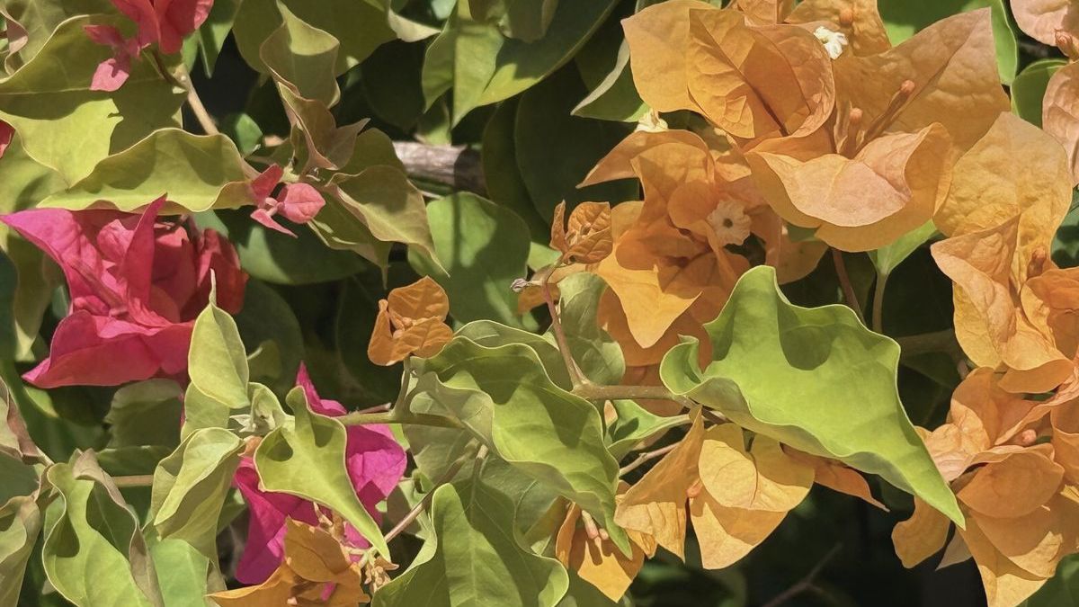Colour without permission
